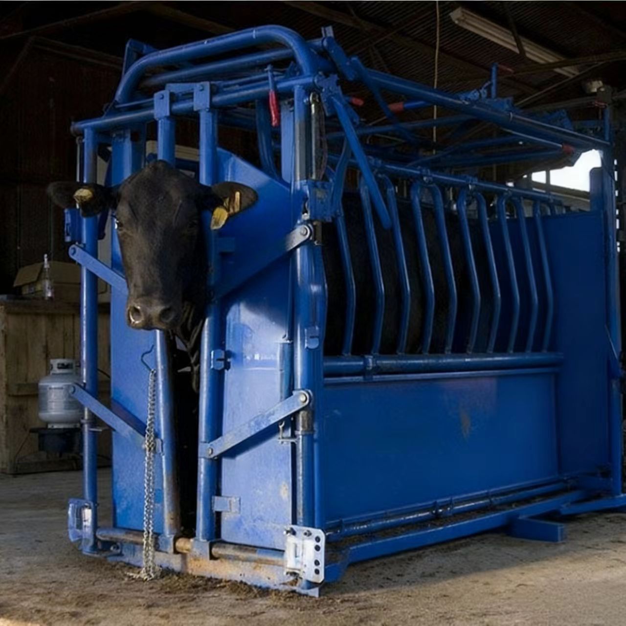 Digital Livestock Weight Scale with Cattle Cage