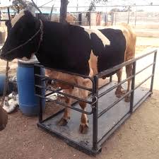 Good price Animal weighing machine