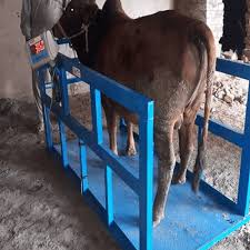 Animal weighing scales designed for livestock