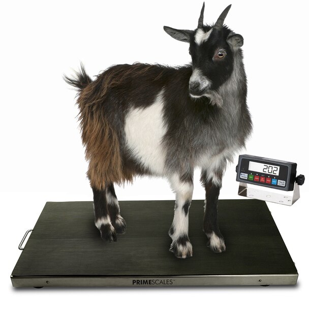 moveable animal weighing scale with optional dry cell battery