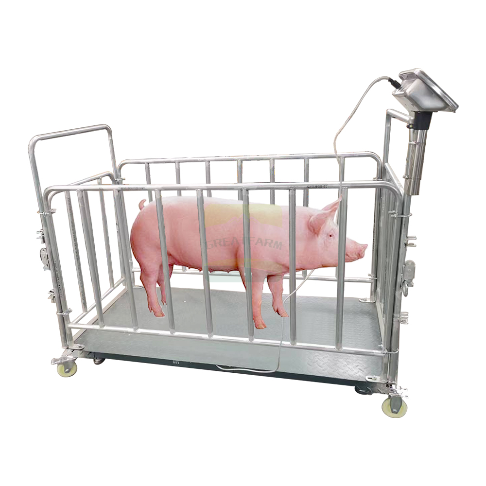 Pig Weighing Scale – Uganda