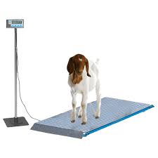 Farm Customizable Goat Animal Weight Scale