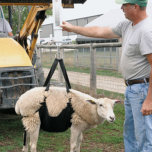 sheep weighing scale with 4 sliding doors for easy operation
