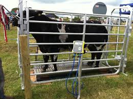 Farm Customizable Goat Animal Weight Scale