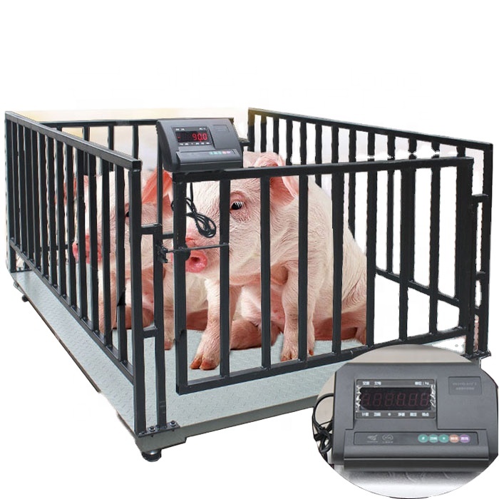 Piglet Weighing Crate – Precision Livestock Scale in Serere-district
