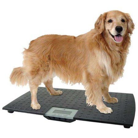 pets' weighing scales with different weight units Kg