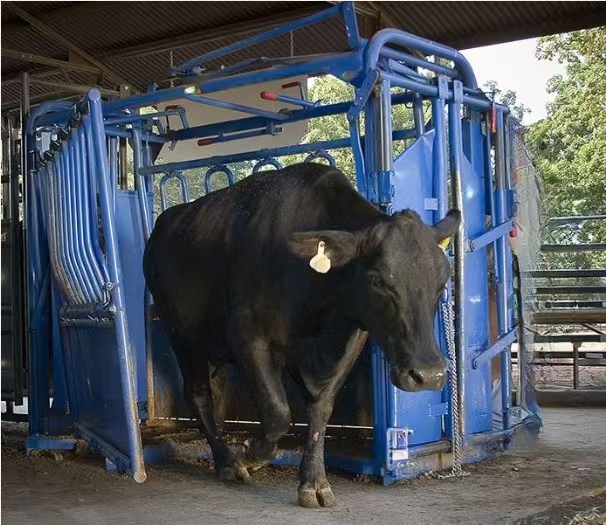 Cattle Weighing Scale – Heavy Duty Livestock Platform in Namayingo-district