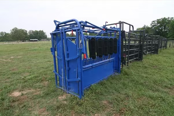 Camel, Cow & Cattle Livestock Animal Weighing Scale