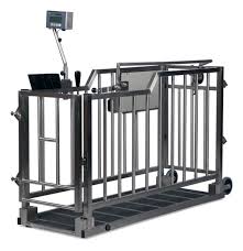 Health monitoring cattle digital scale