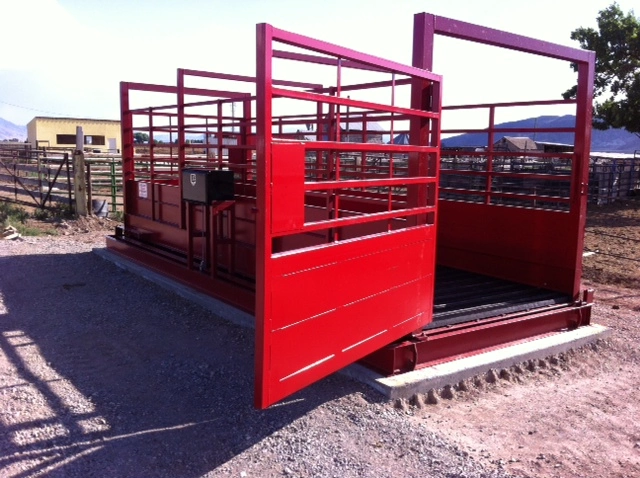 Ultra-Slim Walk-On Platform Scale for Equestrian Clinics