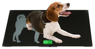 Safety Tips When Using Animal Weighing Scales