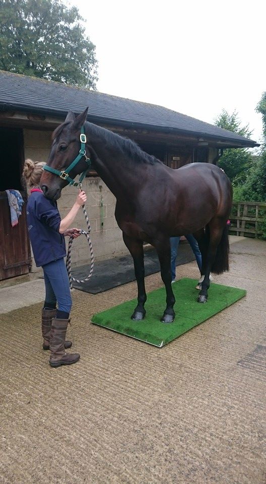 Portable Horse Scale