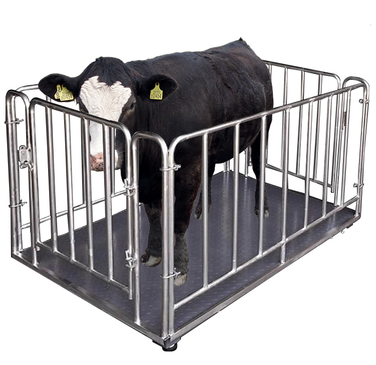 Bull Weighing Scale – Heavy Duty Livestock System in  bugiri-district - Accessories weighing scale available in Kampala, Uganda