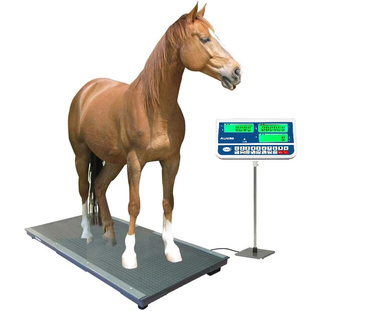 Accurate Weighing Systems – Animal Scales in buvuma-district - Animal-Heavy-Duty weighing scale available in Kampala, Uganda