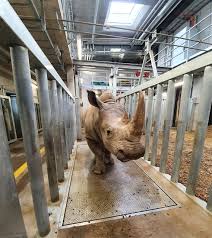 Single portable animal scales for sales at Wandegeya