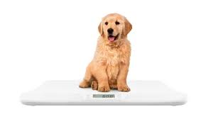 Accurate and reliable weighing scales available for sales
