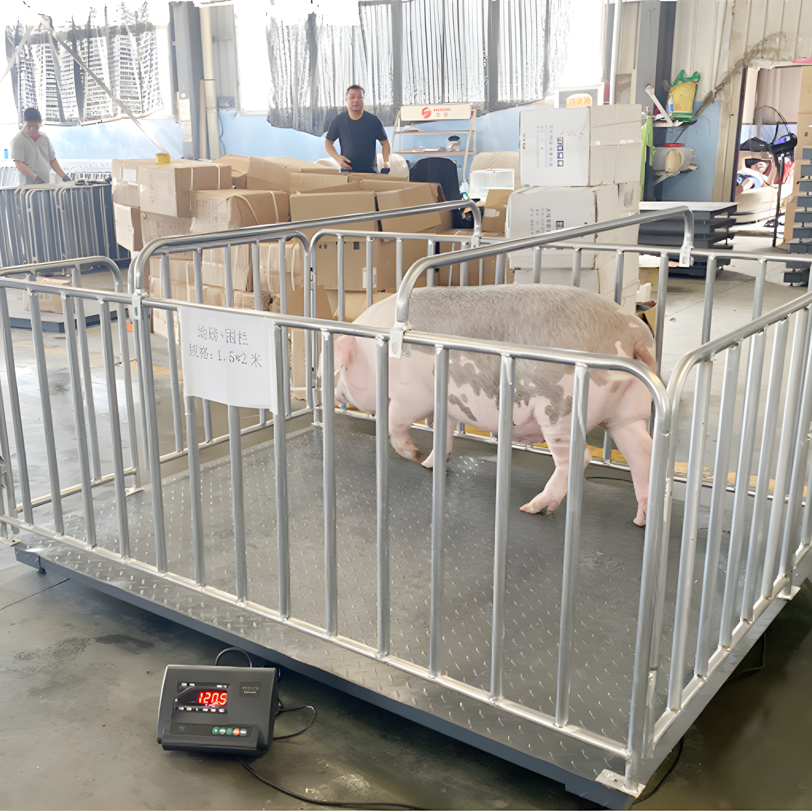 Calf Weighing Scale – Product Description and Specifications in jinja-district - Animal-Vet-Abattoir-Farm weighing scale available in Kampala, Uganda