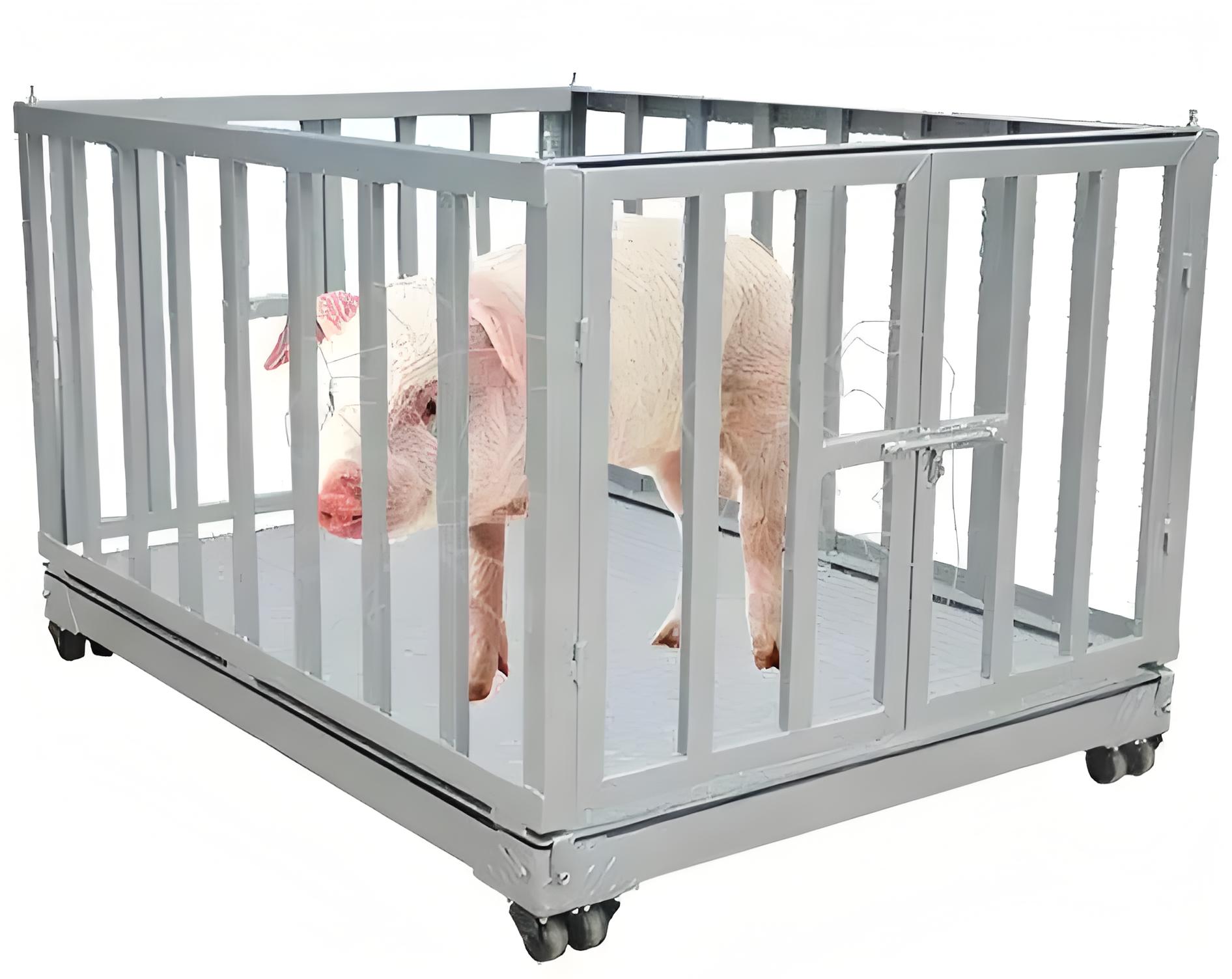 Rabbit Weighing Scale – Precision Small Animal Scale in Tororo-district - Animal-Vet-Abattoir-Farm weighing scale available in Kampala, Uganda