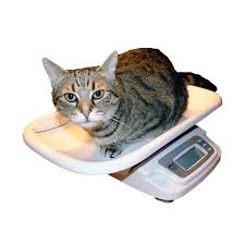 Waterproof stainless-steel indicator with large 30 mm display