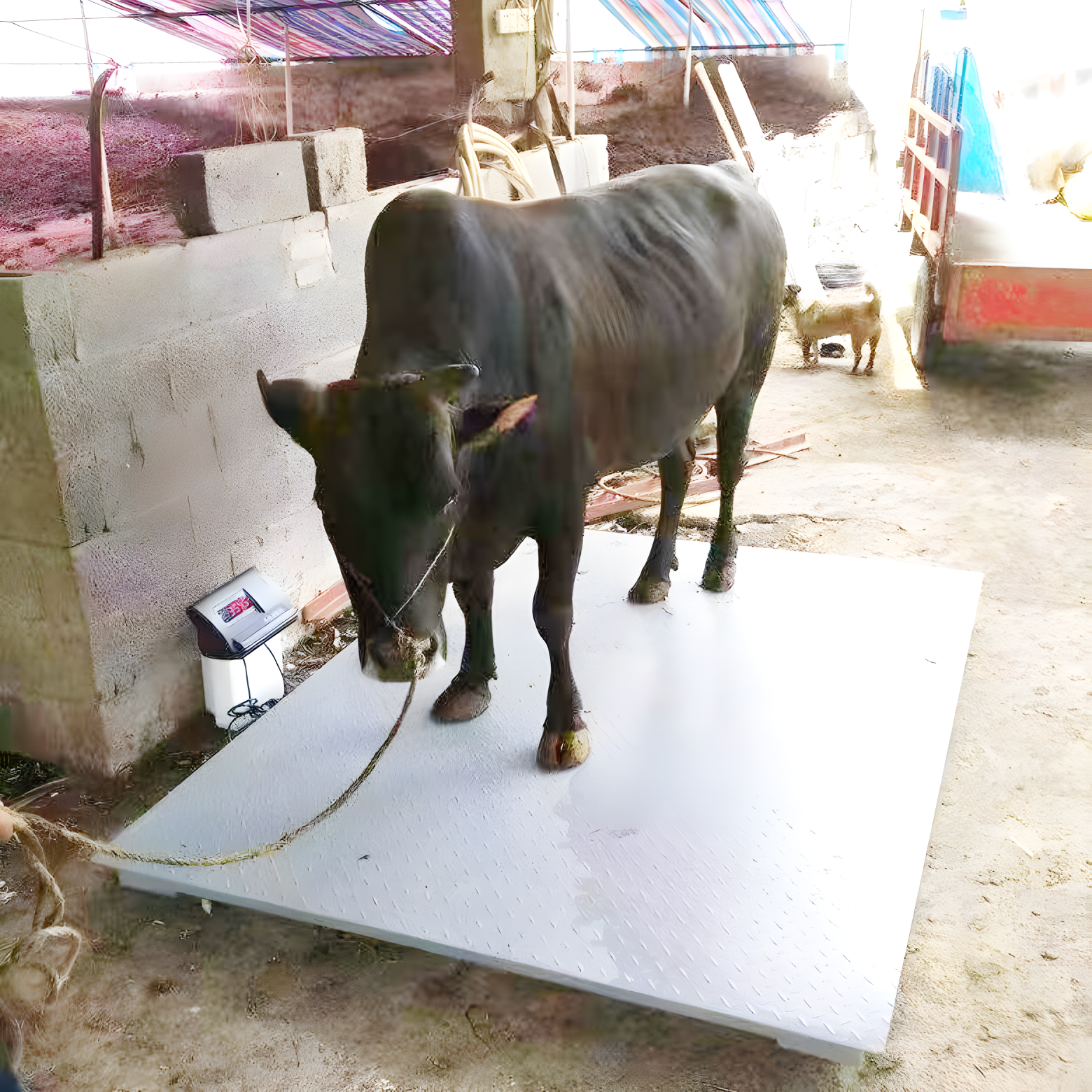 Zoo Animal Weighing Scale – Heavy Duty Wildlife Platform in  pallisa-district - Animal-Vet-Abattoir-Farm weighing scale available in Kampala, Uganda