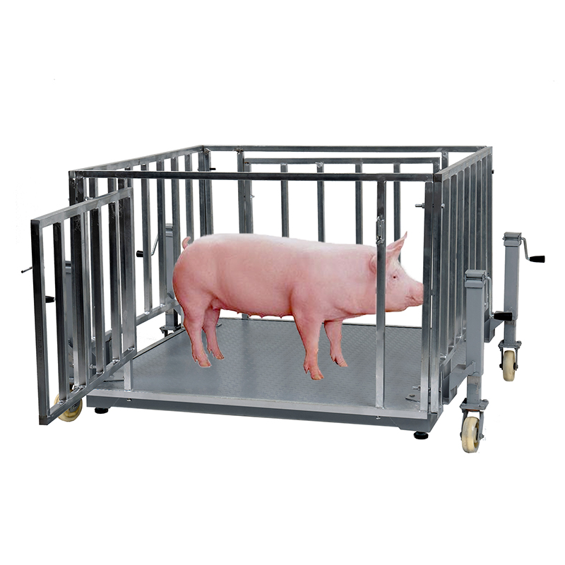 Electronic Cattle Scales – Kampala, Uganda - view 2