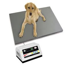 Portable Livestock Crate Scale - Animal-Light-Duty weighing scale available in Kampala, Uganda