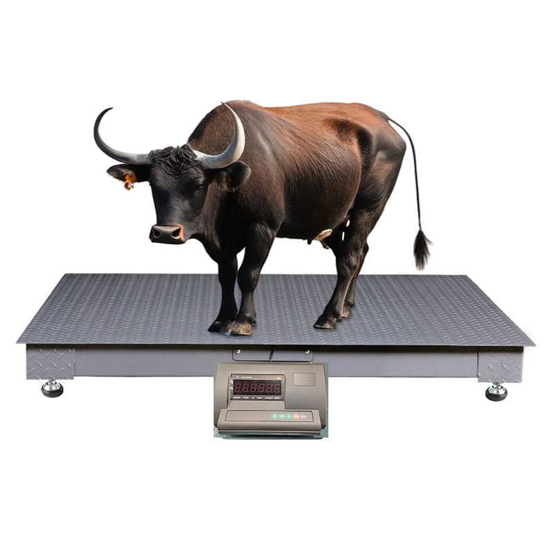 Animal Weighing Scales for Cattle cows in Uganda - Animal-Heavy-Duty weighing scale available in Kampala, Uganda