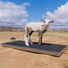 portable cattle weighing scale