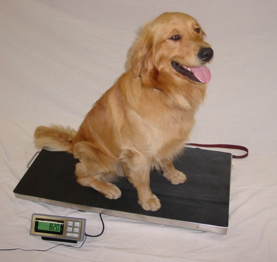 Digital Pediatric/Cat Scale - Animal-Light-Duty weighing scale available in Kampala, Uganda