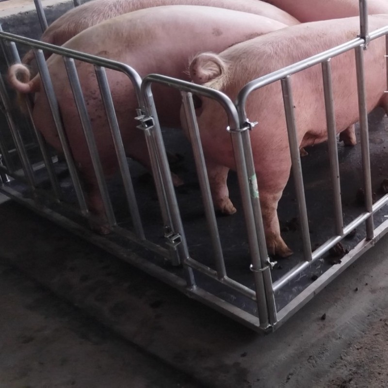 Wildlife Weighing Equipment – Heavy Duty Animal Scale System in Kumi-district - Animal-Vet-Abattoir-Farm weighing scale available in Kampala, Uganda