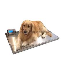 Stainless Steel Dog Scale with Non-Slip Mat - Animal-Light-Duty weighing scale available in Kampala, Uganda